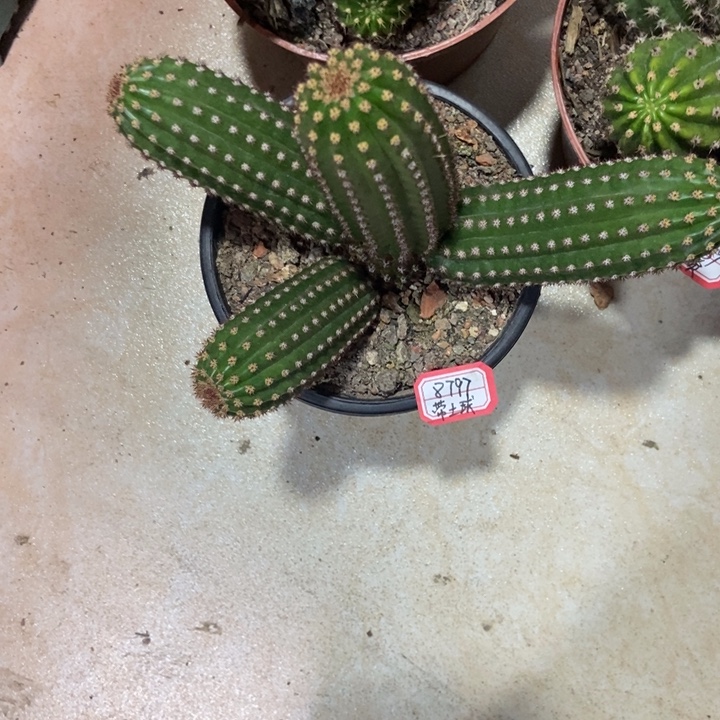 ****树仙人球金一一物一拍