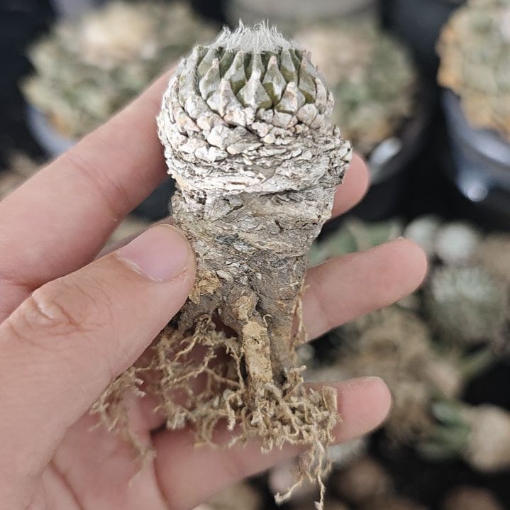 一物一拍，老家输入银牡丹！