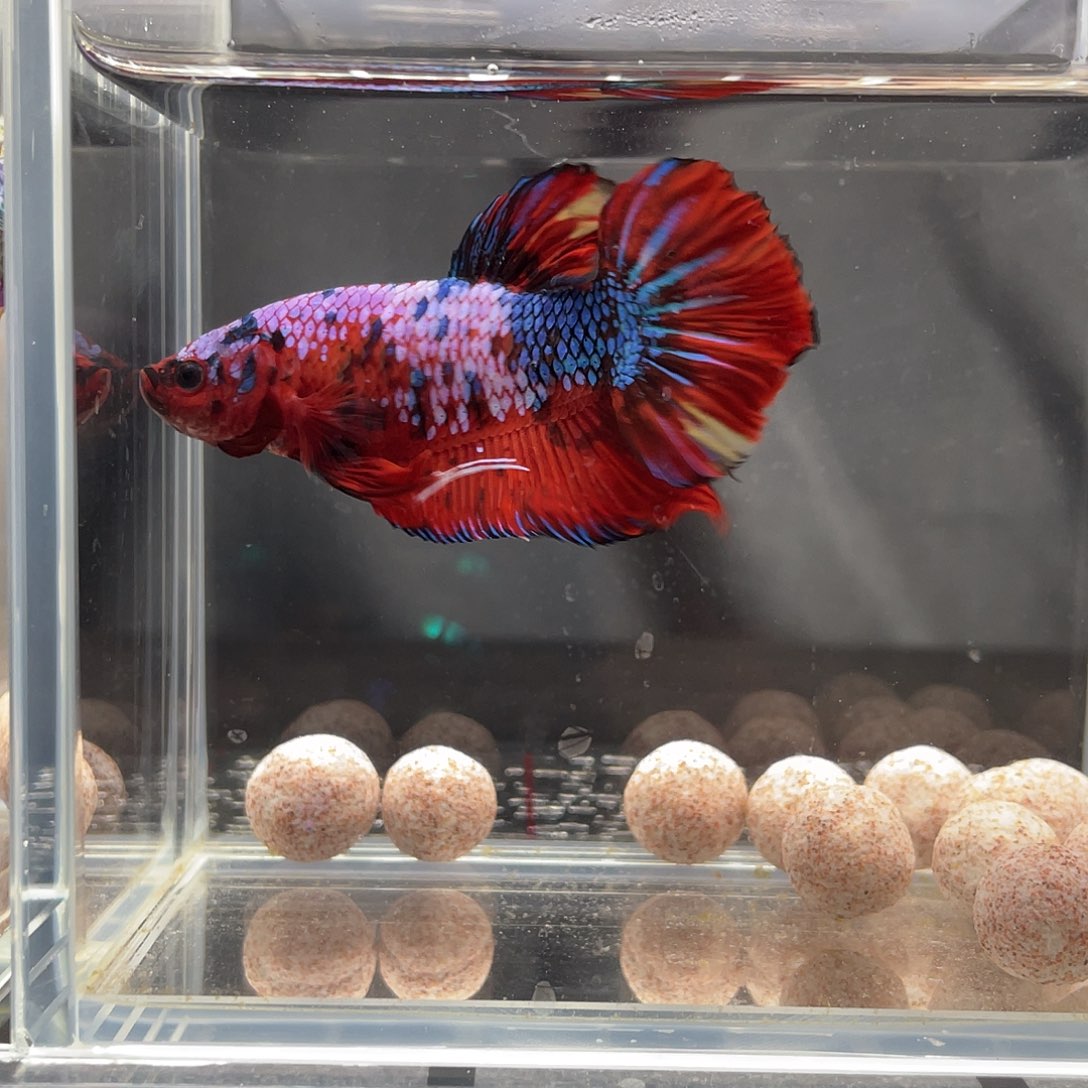 斗鱼12.6 巨斗将军 015