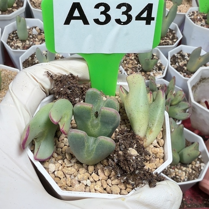 小***猫334nnnnnnnnnnnhhh