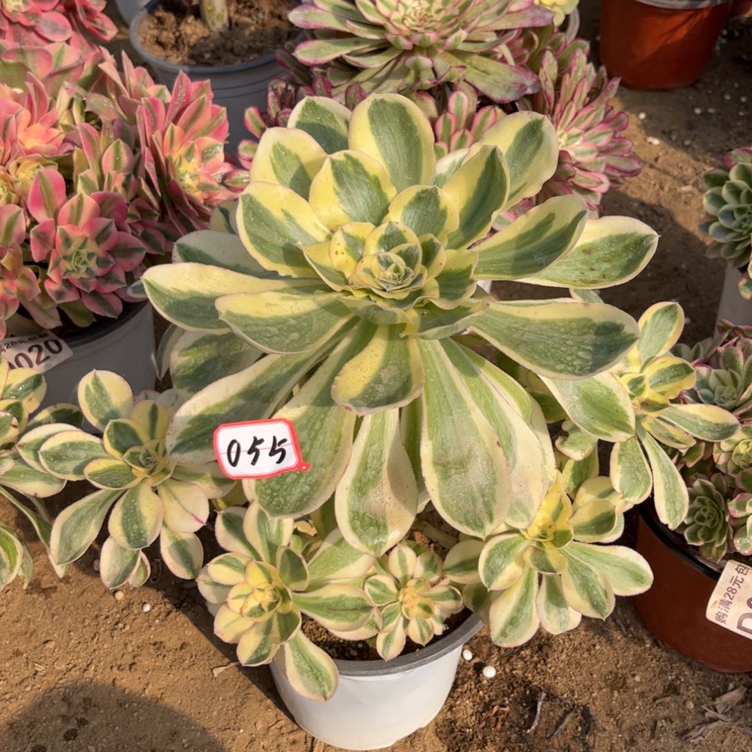 055多肉植物艳姿锦