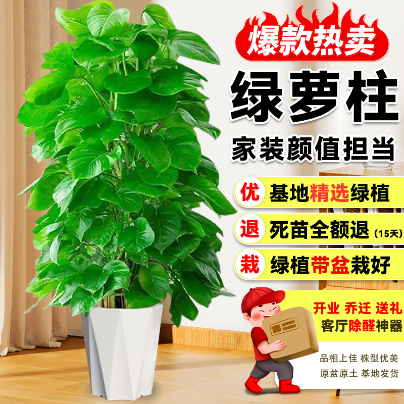 【送货上门】1.4-1.5米绿萝柱盆栽绿植净化空气花卉【东西北地区】