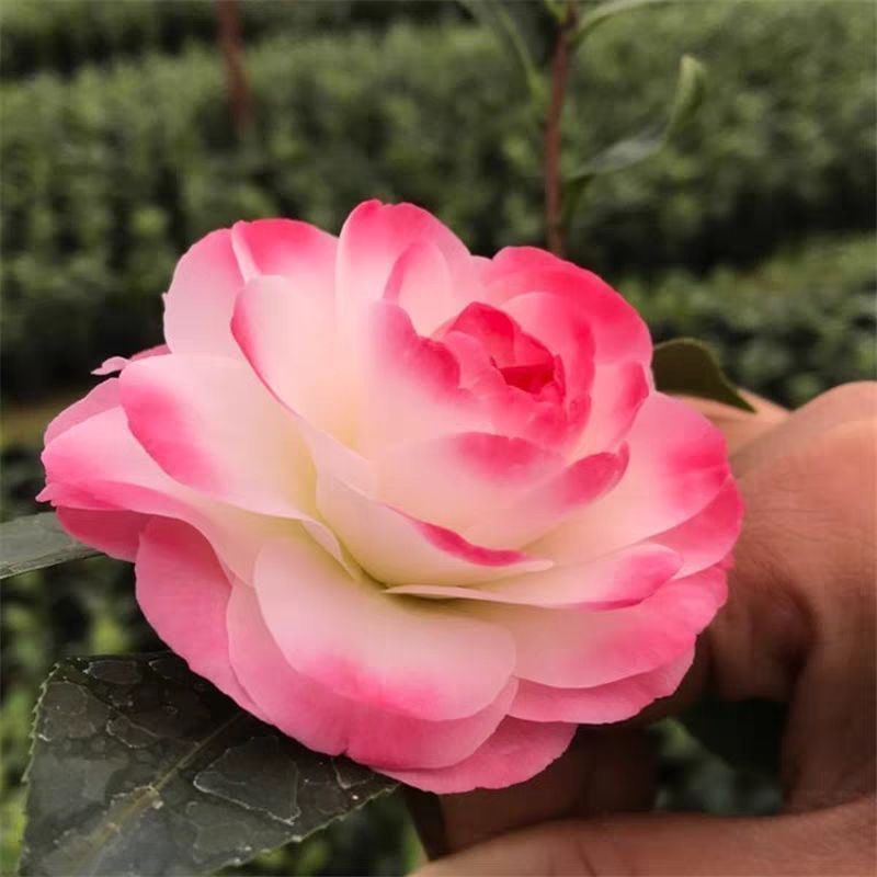 迷茫的春天名贵稀有名贵品种福建龙岩山茶花盆栽阳台室内庭院花卉