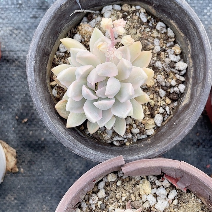 单群粉红锦满25包邮