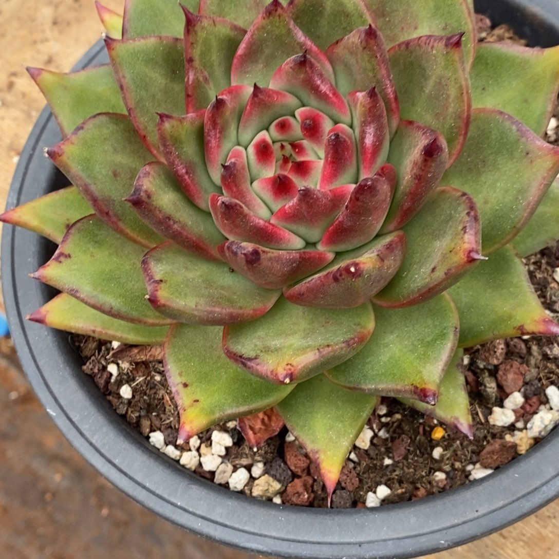 多肉植物黄金花面宝石