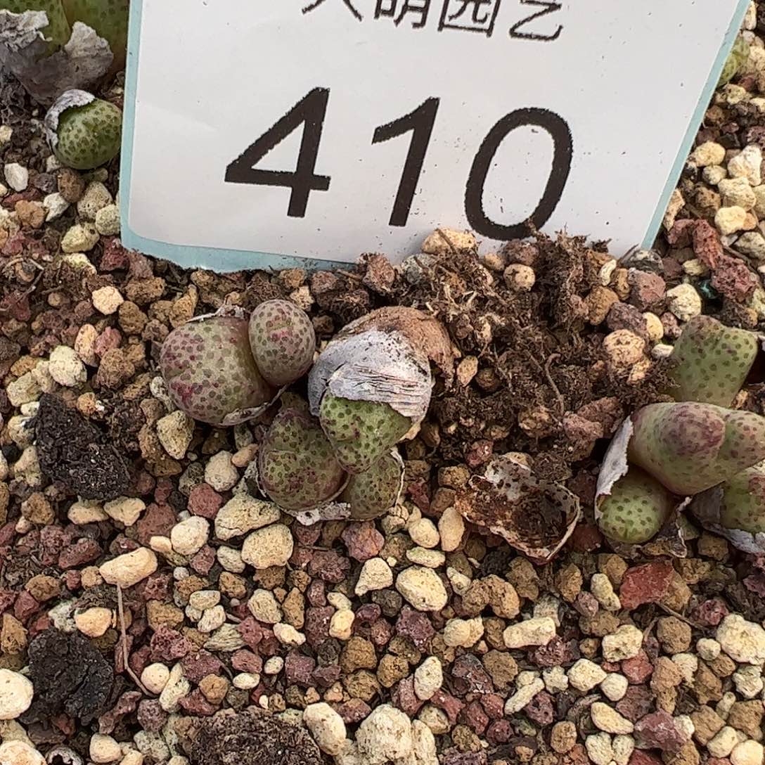 量拍955D斑马3颗双头       410