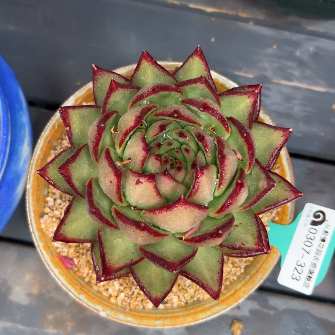 多肉一物一拍0307-323