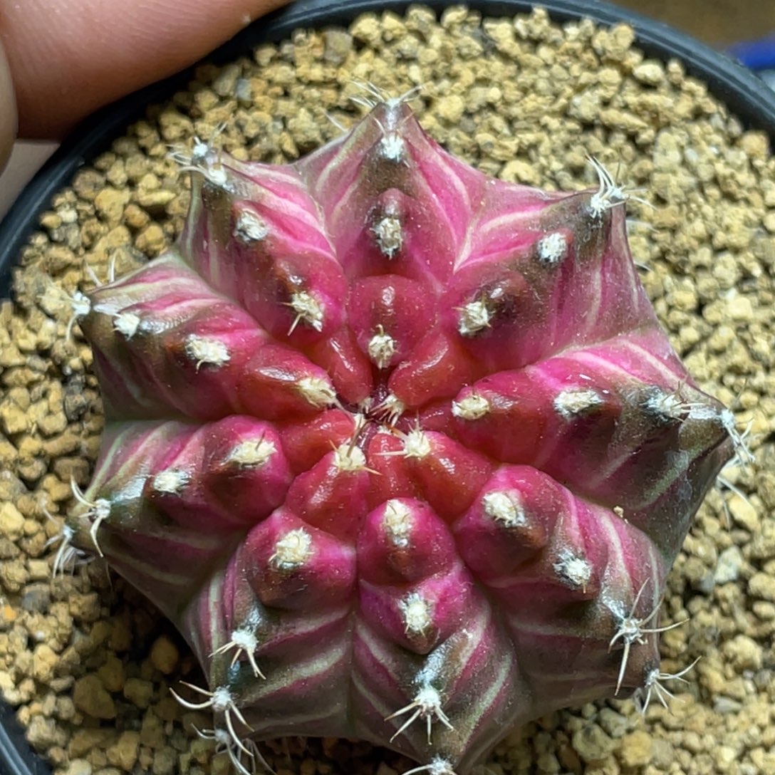 当前无花朵，栽培后可花朵紫粉梦想轮回