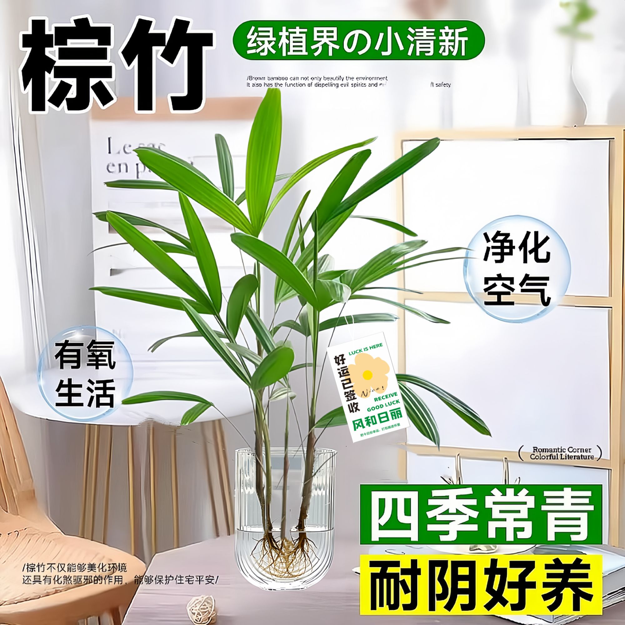 【含U型玻璃瓶】水培金山棕竹室内客厅办公室好养绿植净化空气盆栽