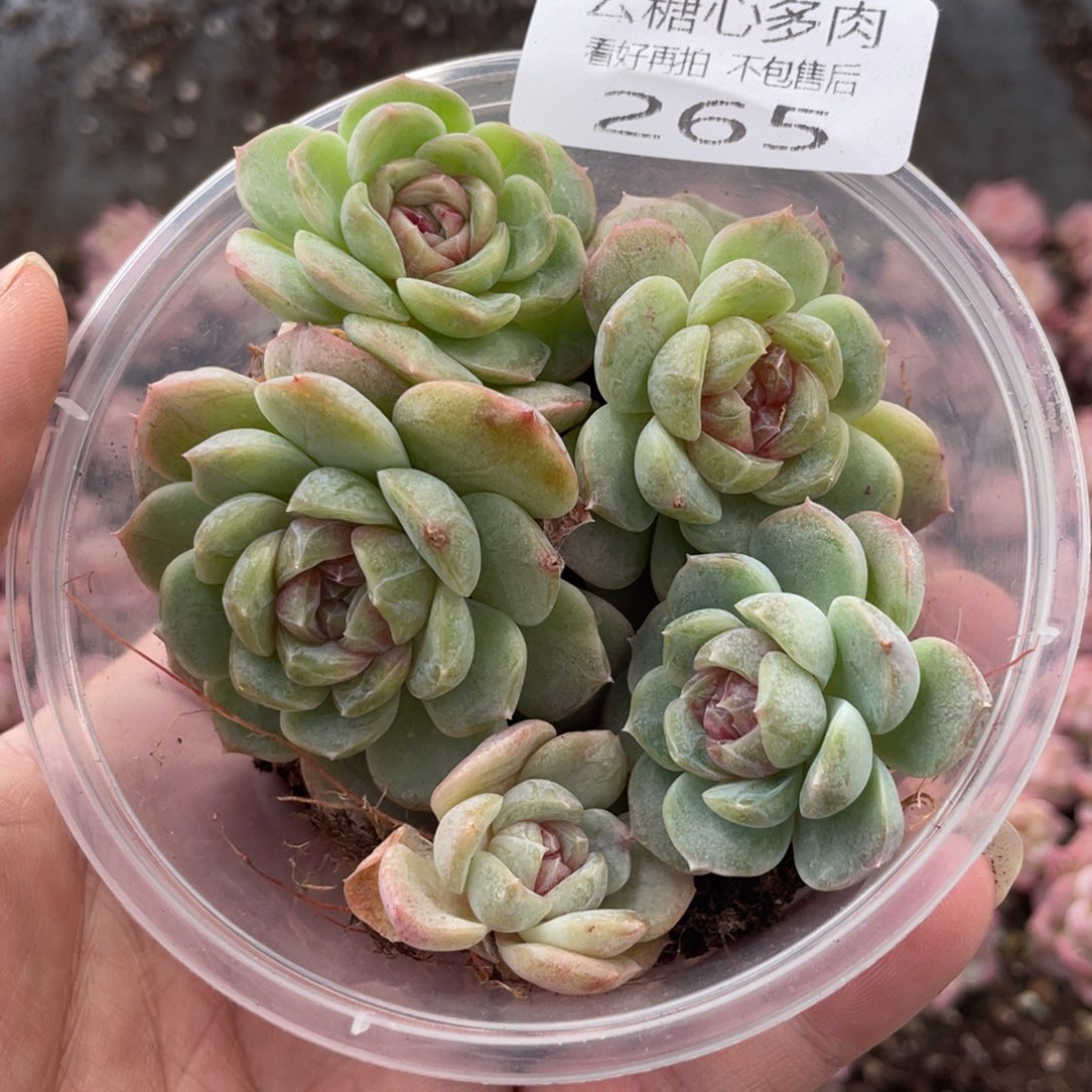 云糖心多肉植物265