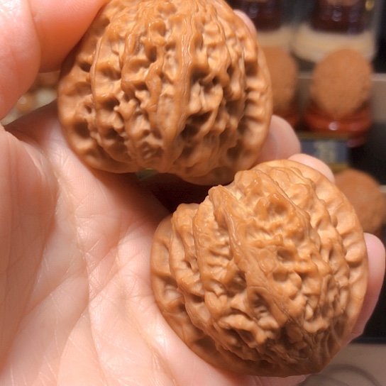 精品：平谷大金牛