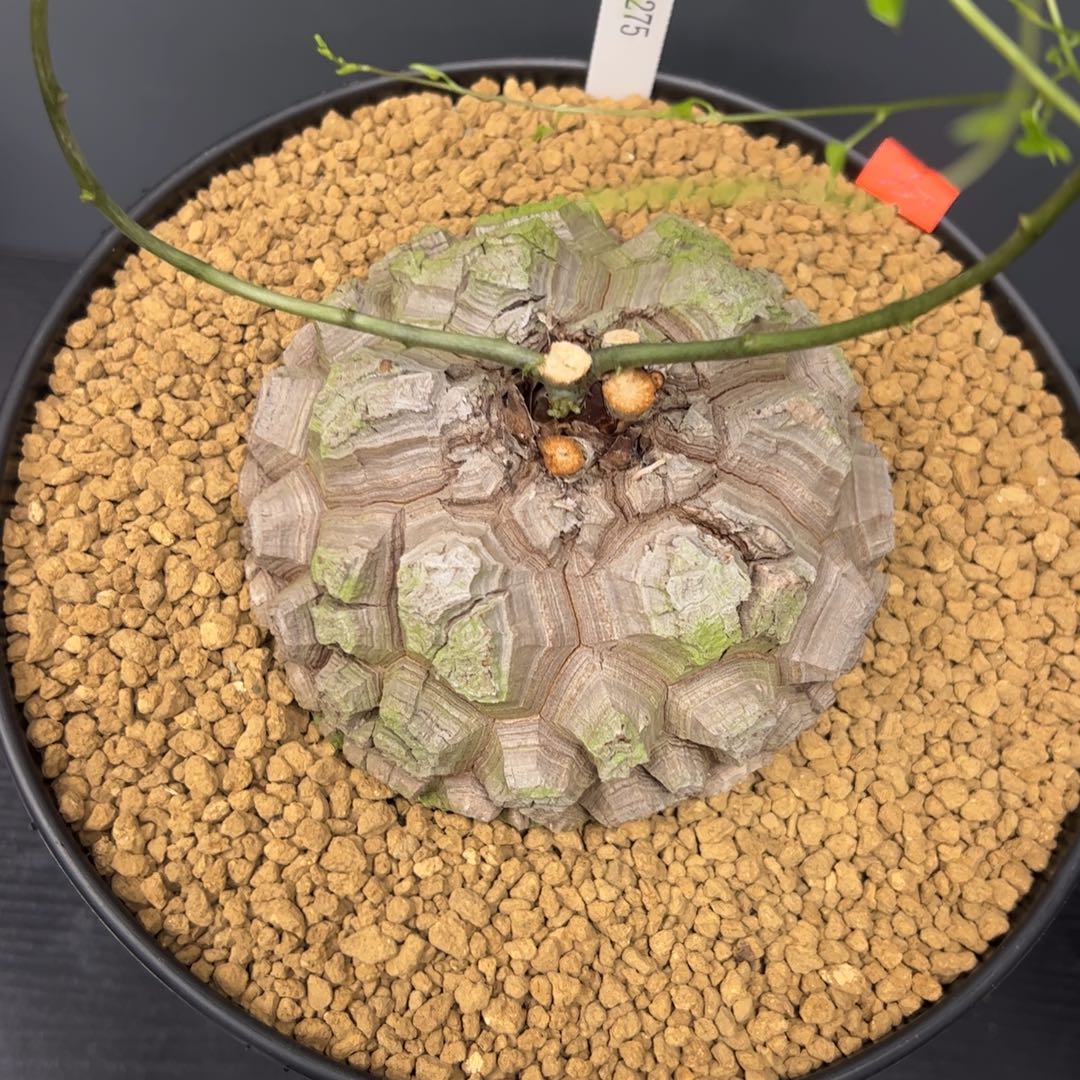 精品盆栽养定的龟甲龙275号