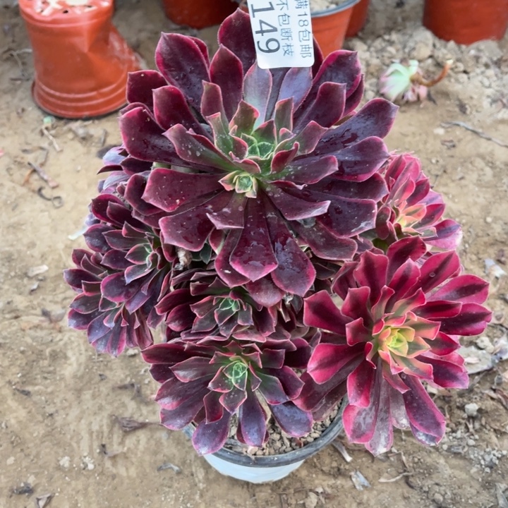 149金丝雀大手捧1