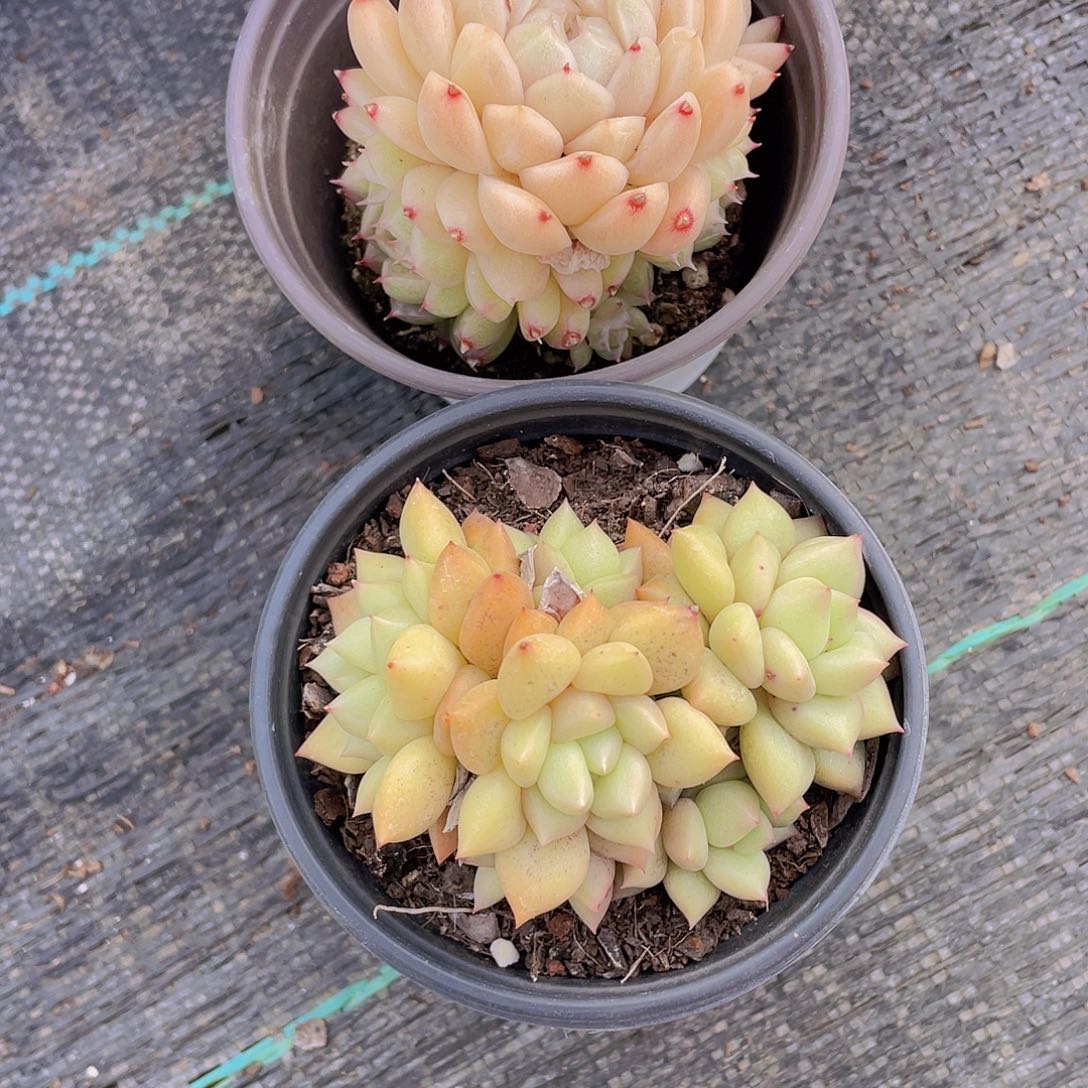 969号 果冻麦秆群加象牙群