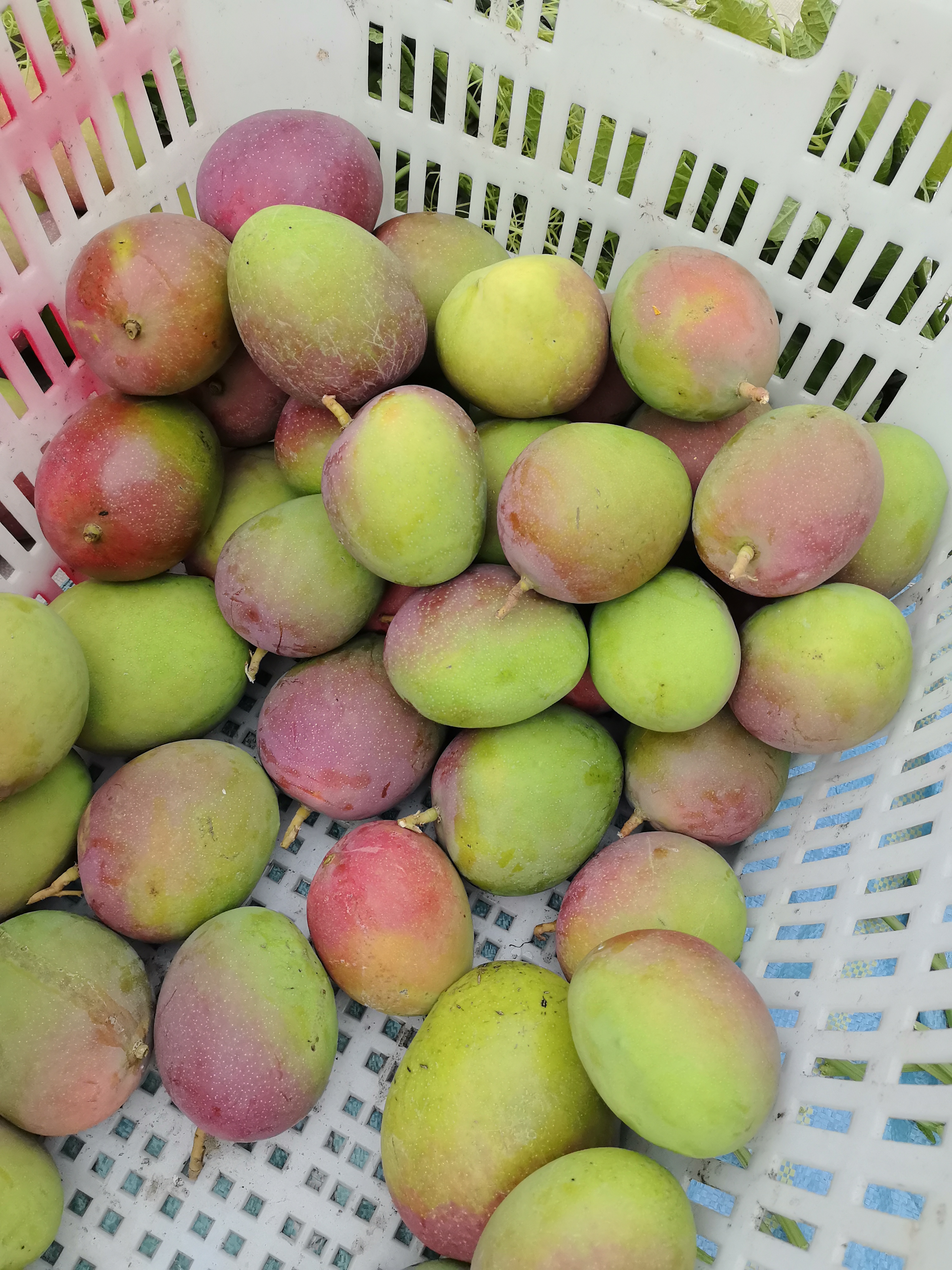 云南边境山货～彩澳芒果