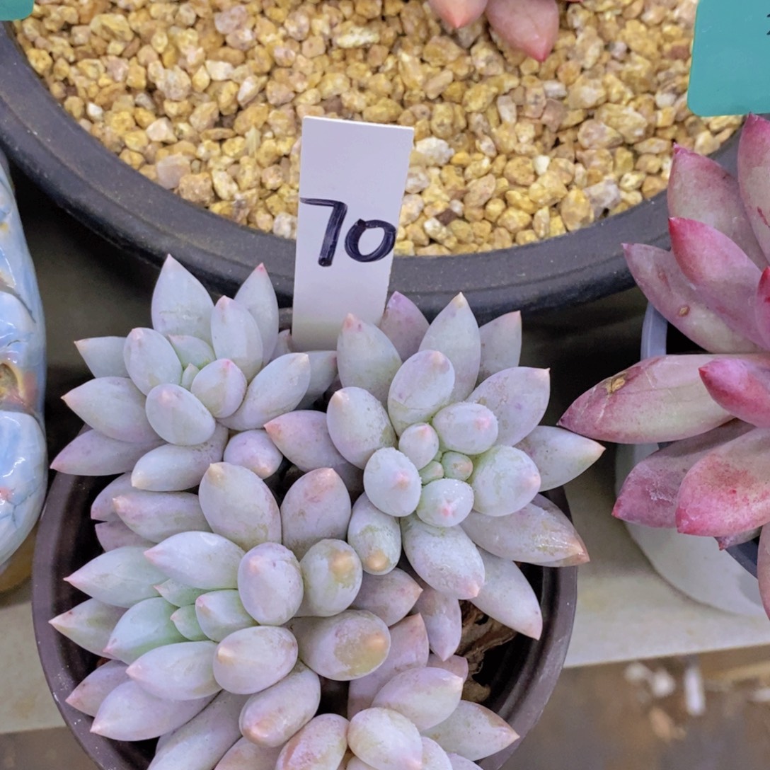 多肉植物，满5宋1了