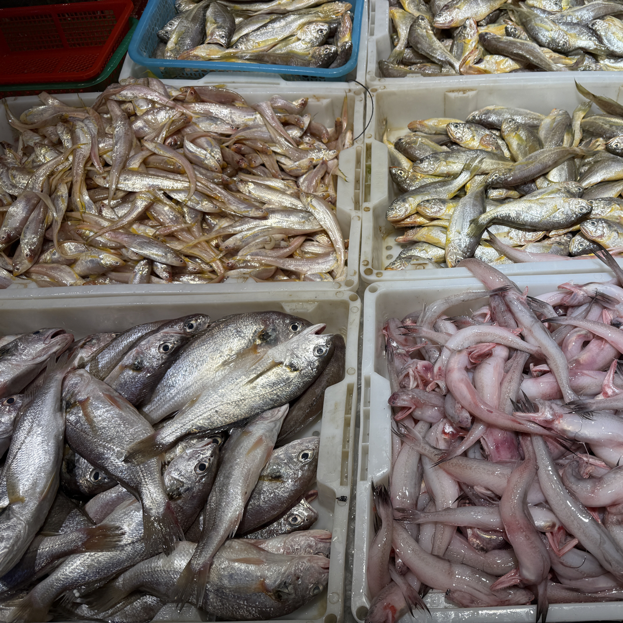 【外省专用现称现拍链接】运费自理