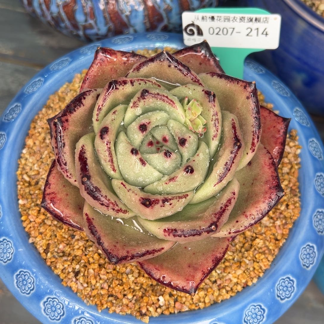 从前慢多肉精选编号0207.214