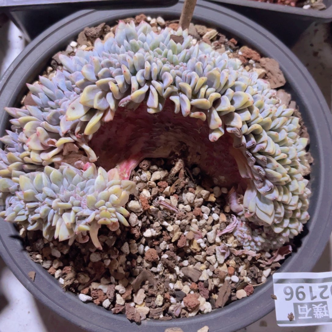 星影缀02196多肉植物