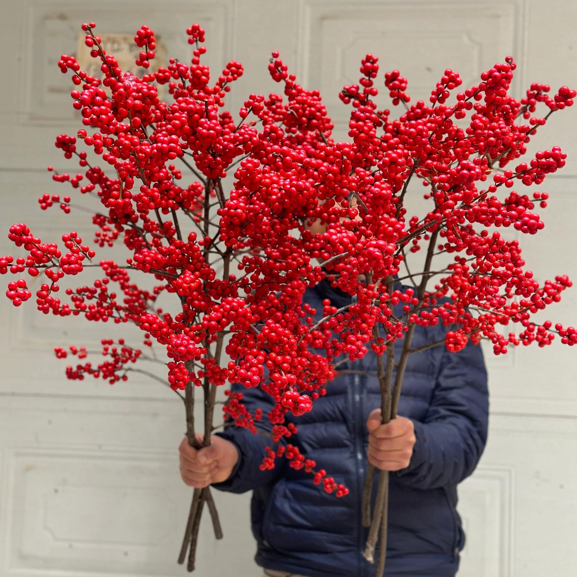 SSS级品质天物冬青【一枝独秀】冬青轻奢高端花材70-80cm年宵花