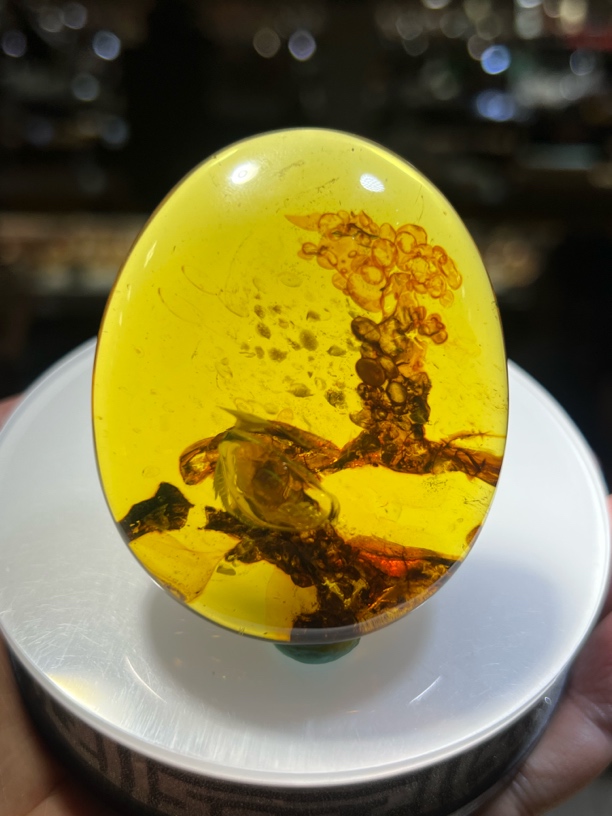 特色稀有植物资金珀造型发财树 缅甸琥珀天然保真支持鉴定复检