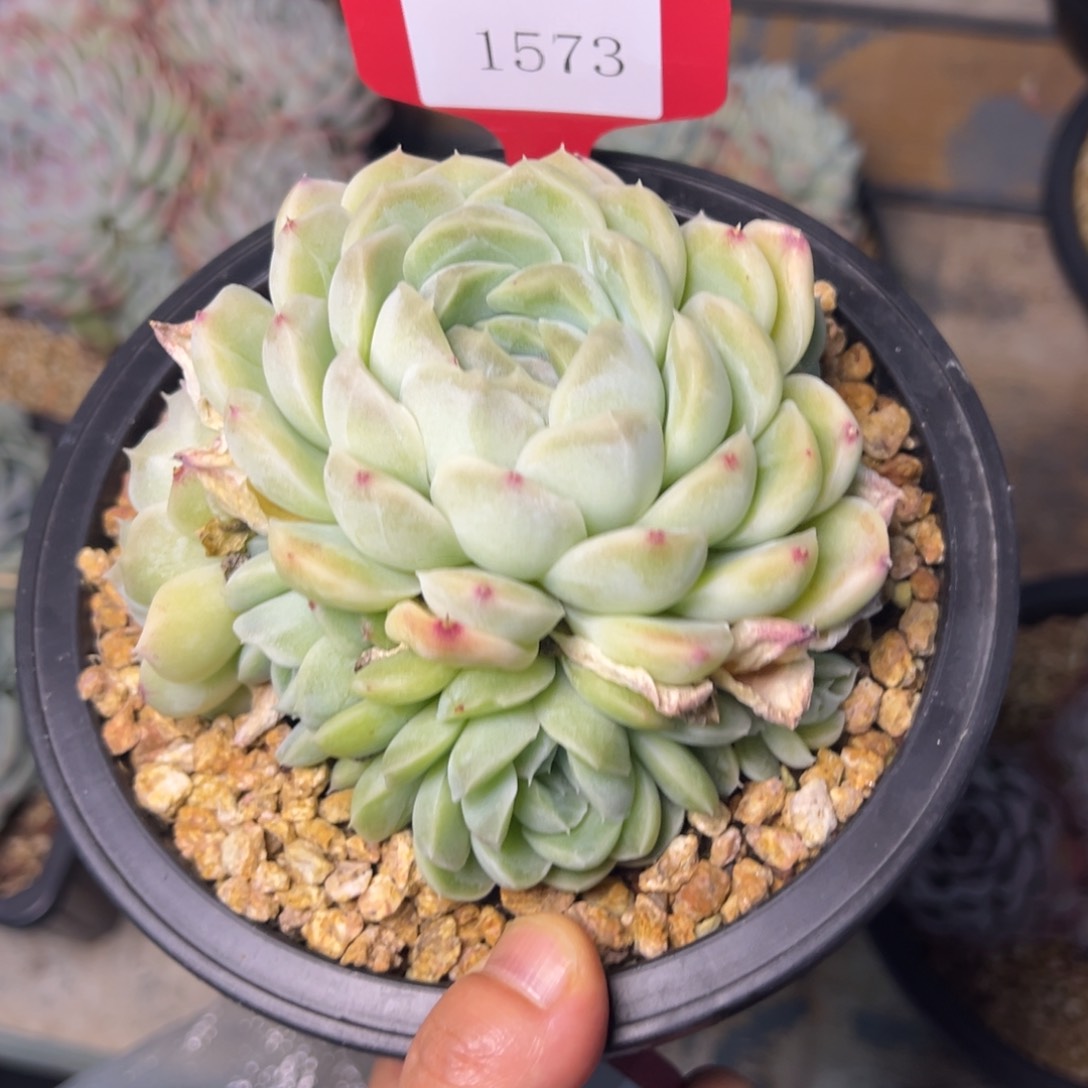 移****?1573肉多的Tom7