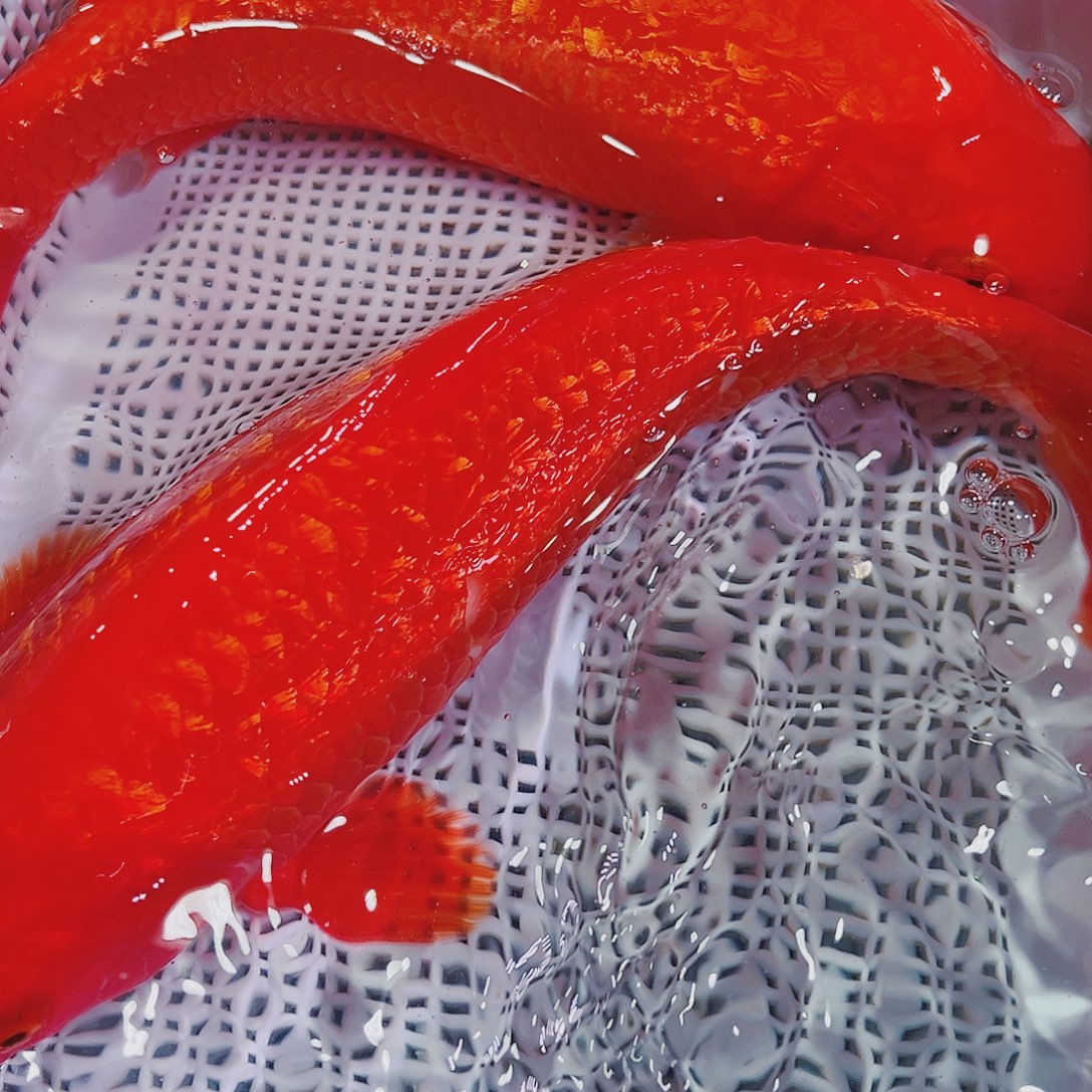 锦鲤锦鲤冷水鱼观赏