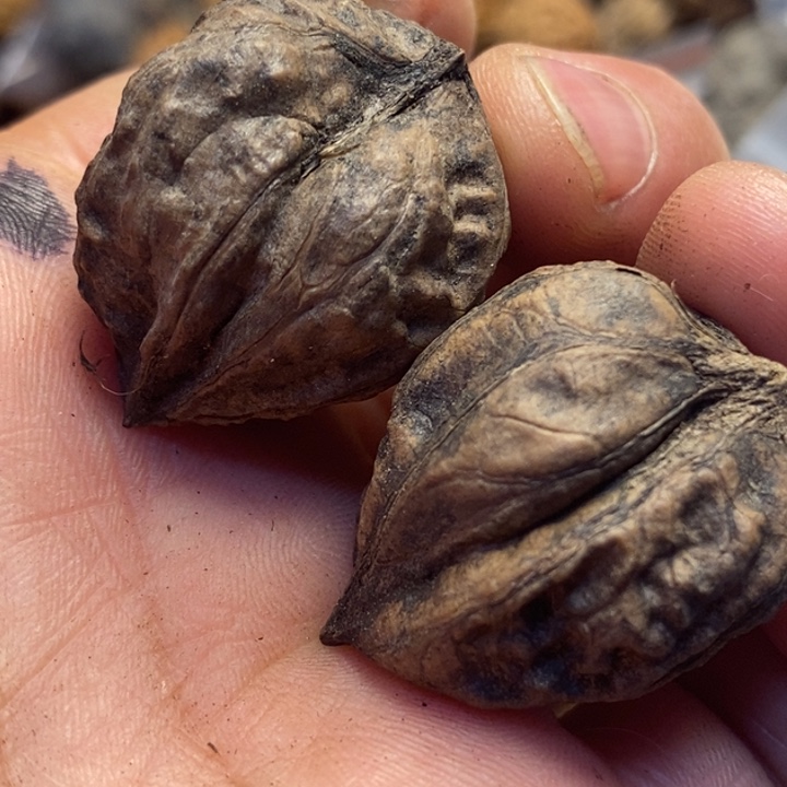 吊坠文玩核桃东北特产50