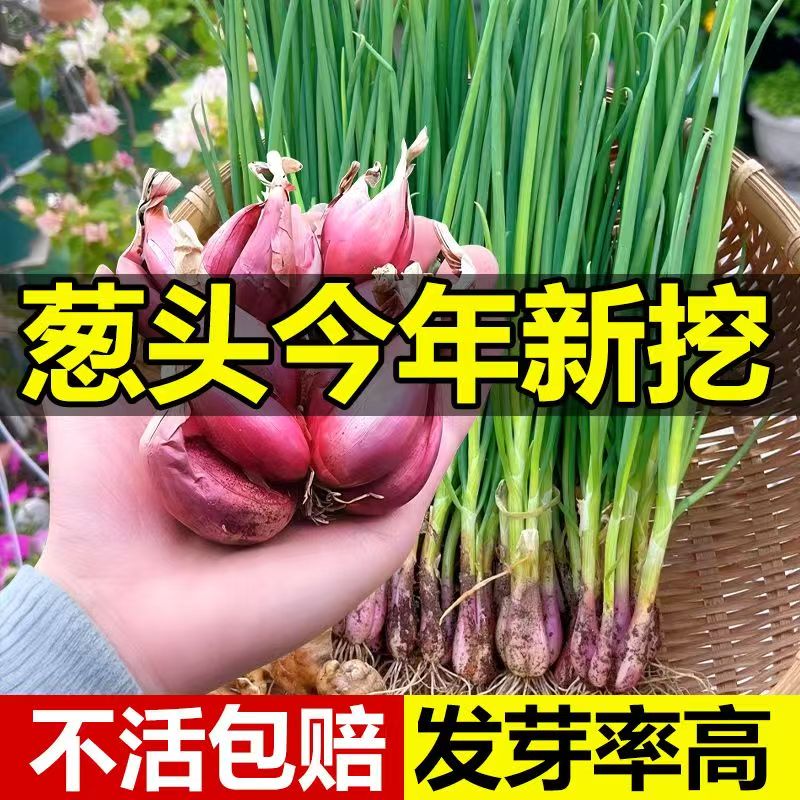 【剪好须红葱头】新种小香红葱头阳台花盆栽地栽多年生当季栽种耐热