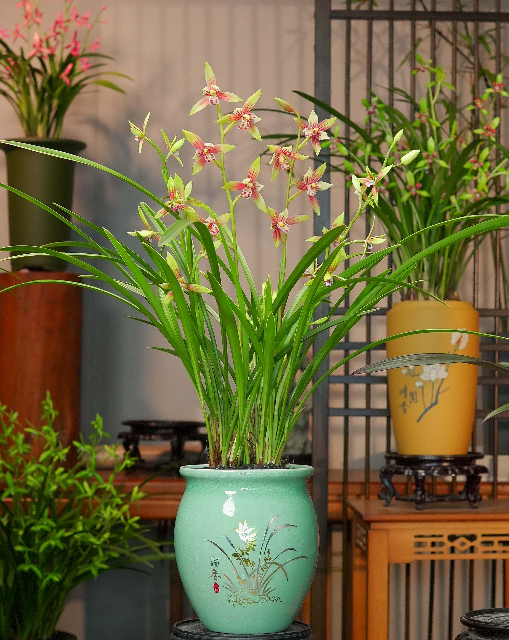 兰花建兰铭品【峨眉贵妃带花苞】天青色陶瓷盆兰花室内好养易活2