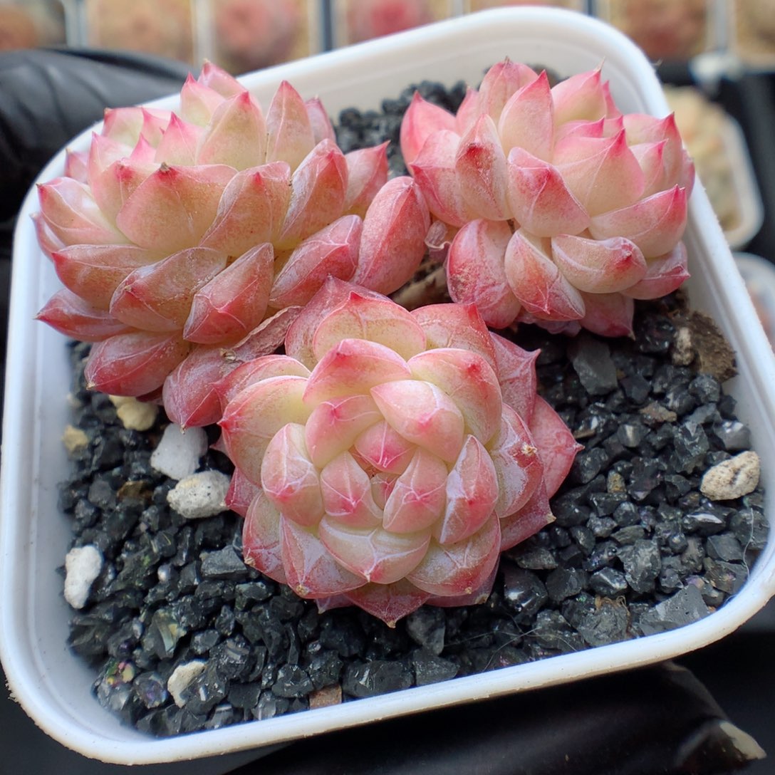 多肉植物。 寒江雪103