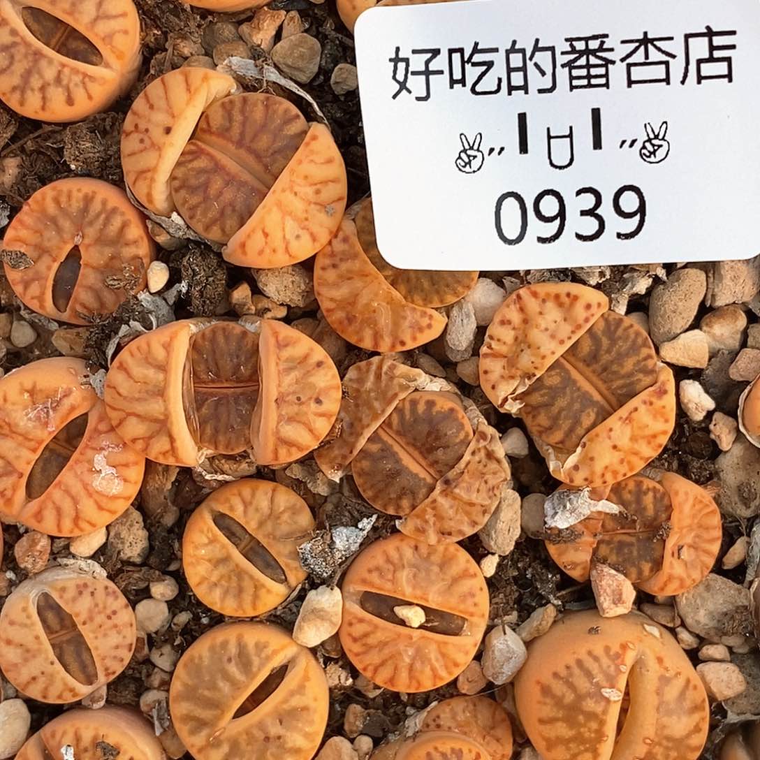 0939。线柘榴。5颗。