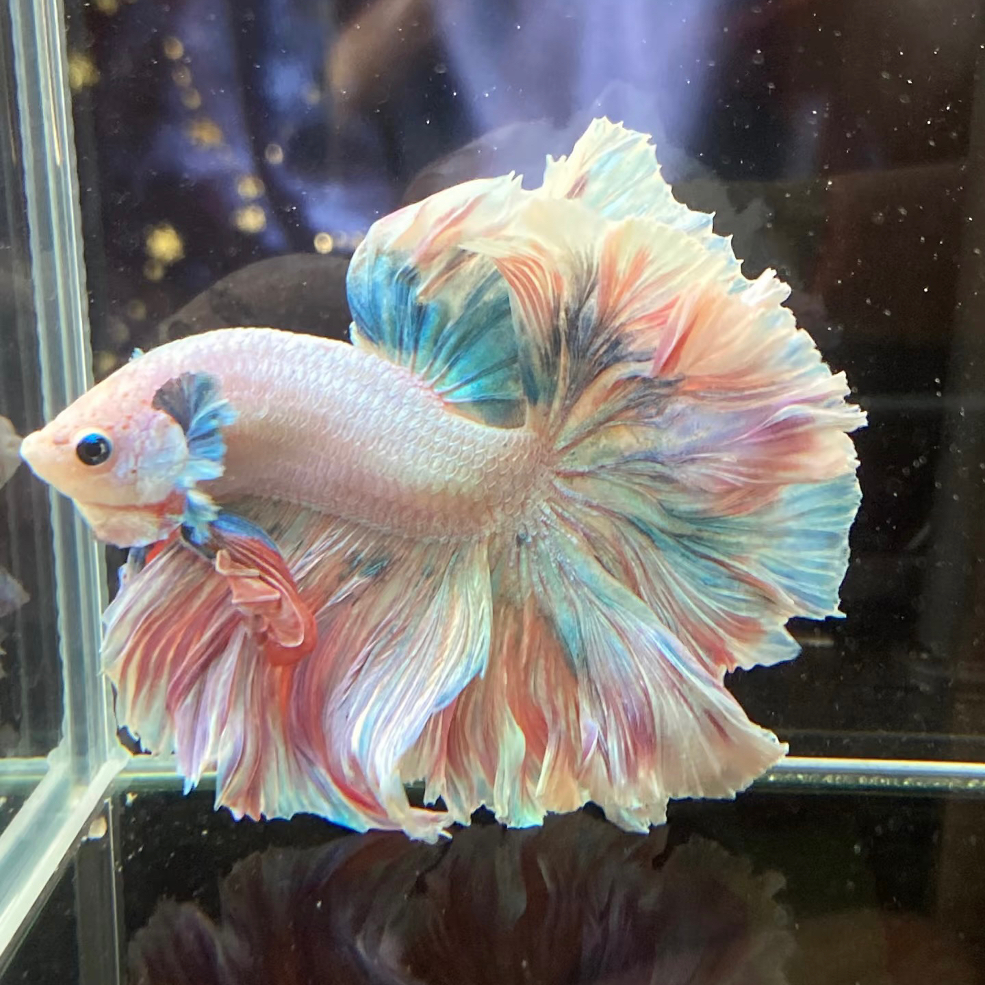 C1(1-24)精品泰国斗鱼小型热带懒人观赏鱼