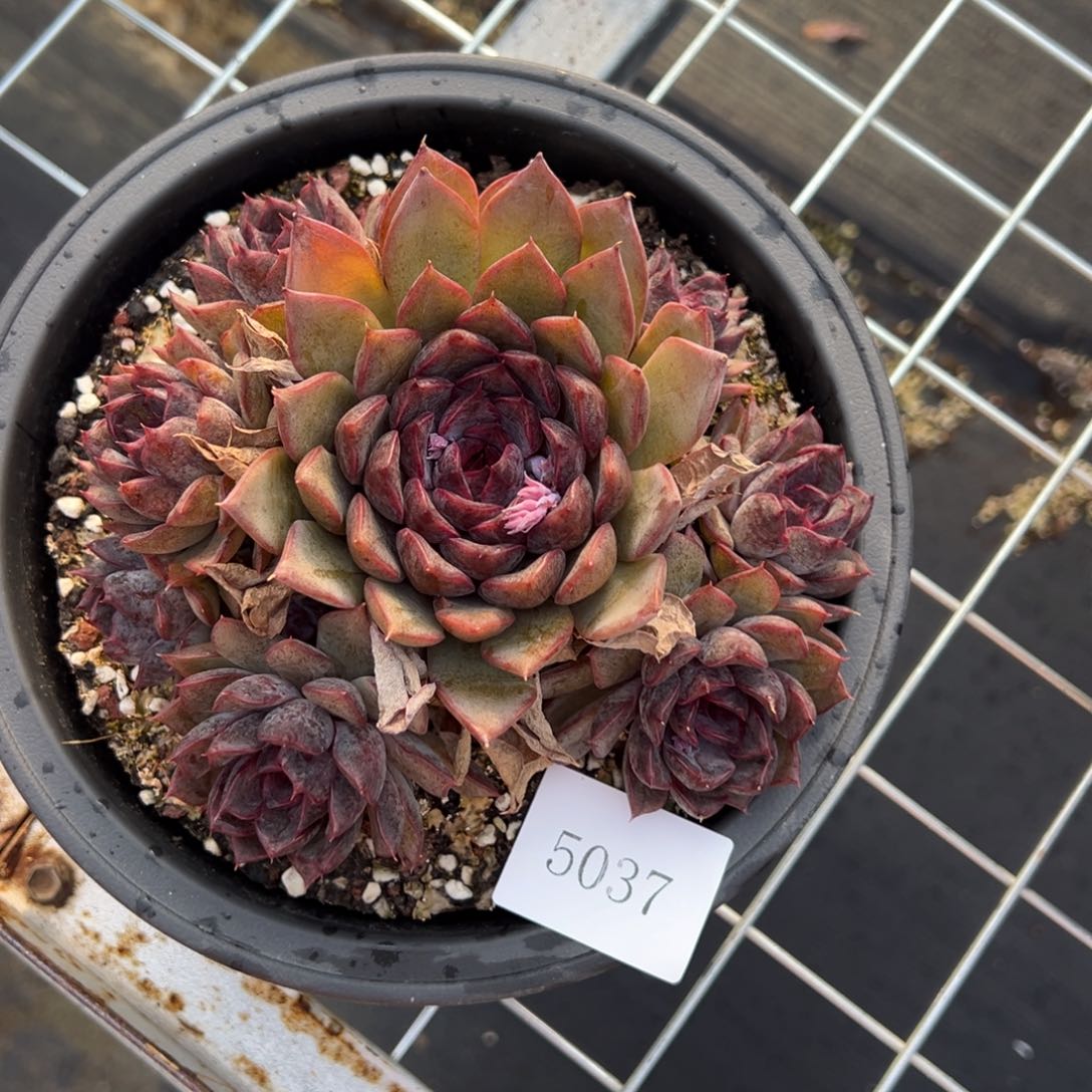 老*亮5037个肉肉肉肉肉肉肉肉肉