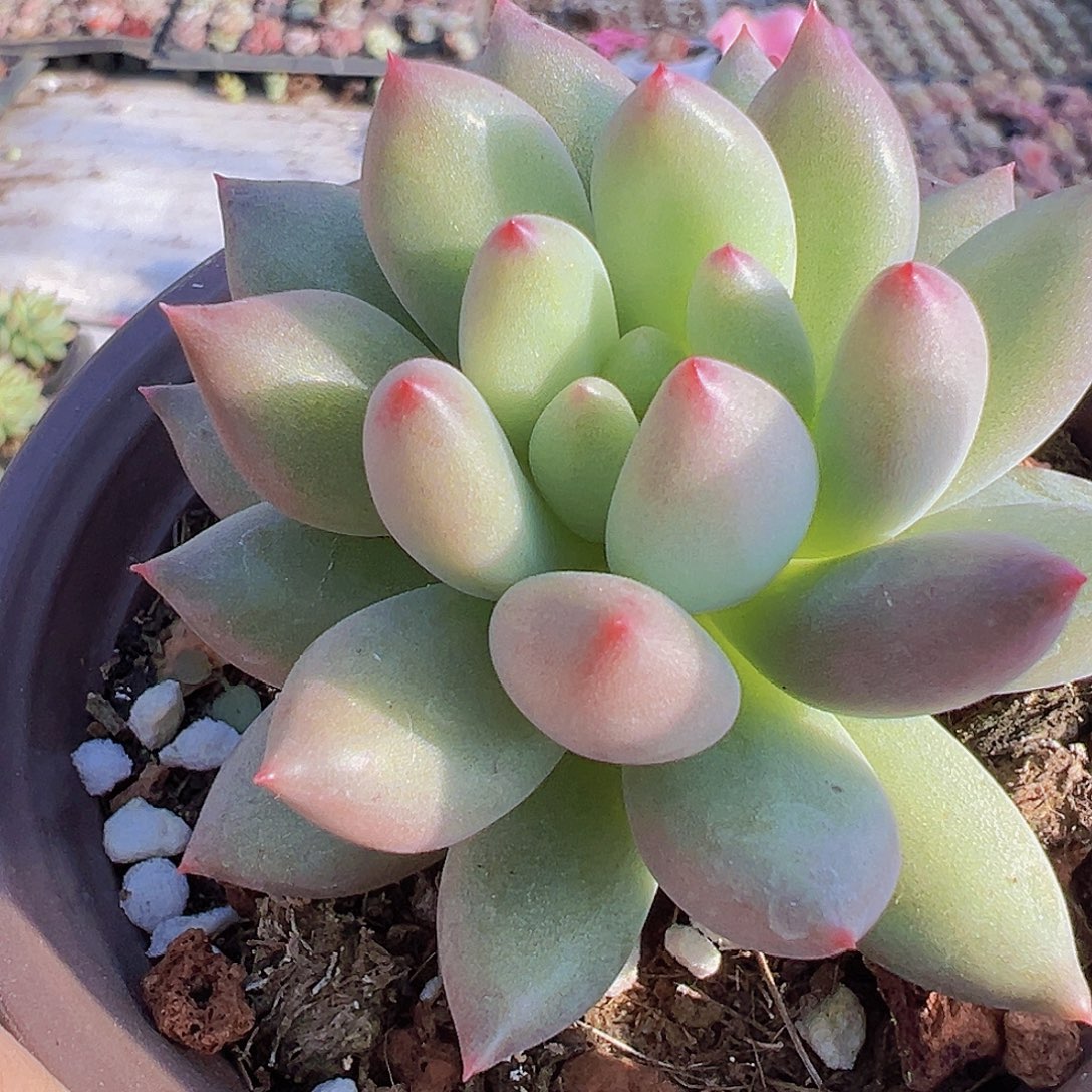 岩字19包邮多肉植物