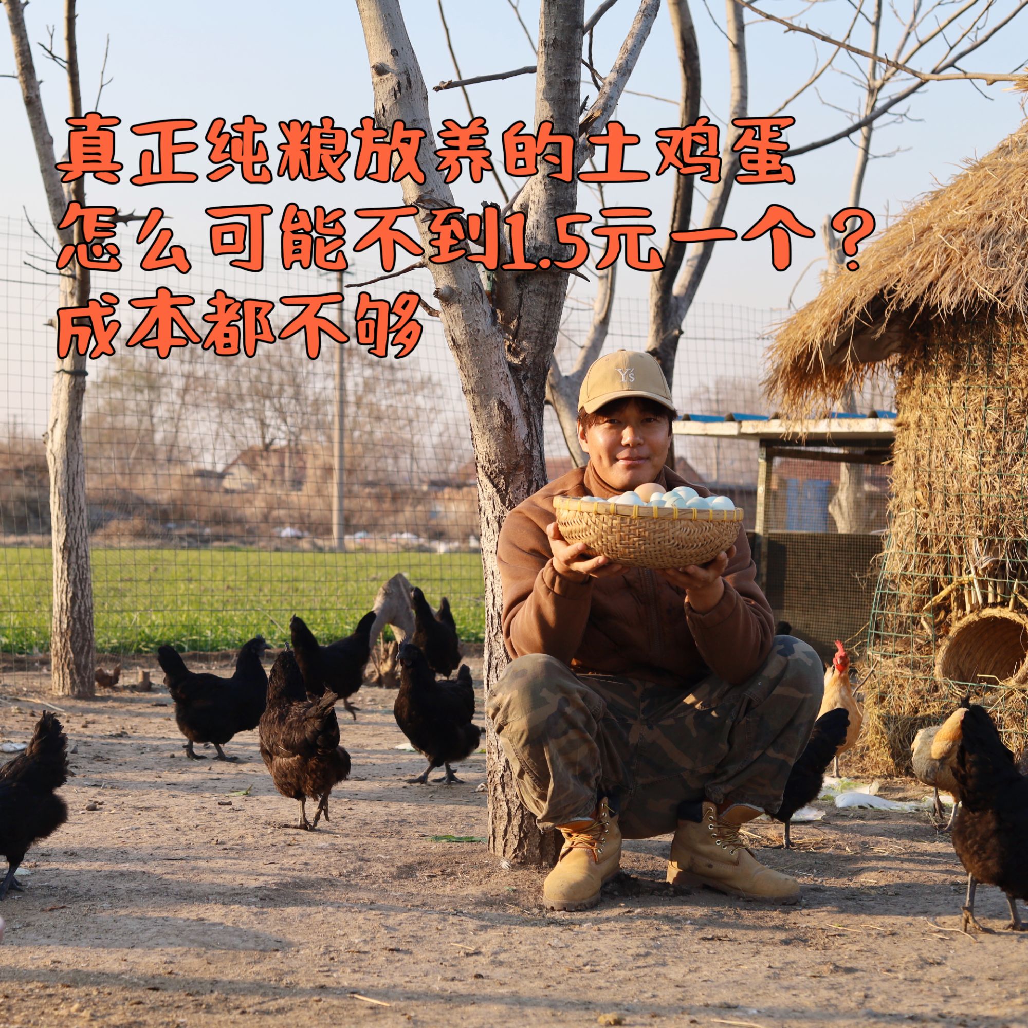 纯粮食加虾头散养土鸡蛋乌鸡蛋京东包邮