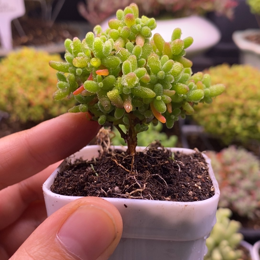 轨*.1000蜜桔糖球。     