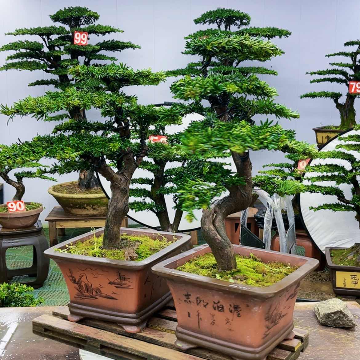 【闪购商品】罗汉松盆景作品欣赏展