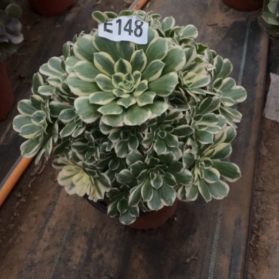 148迈巴赫不包断枝