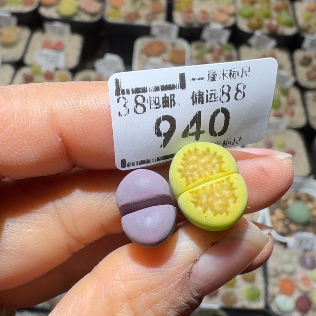 猪***、Sss精品生石花 940