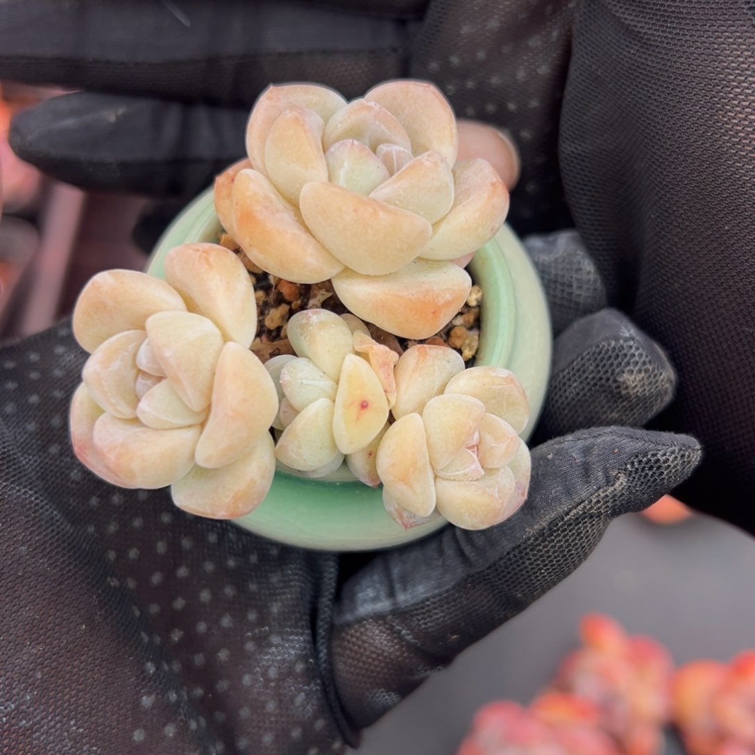 四头冰玉带盆000000000000000