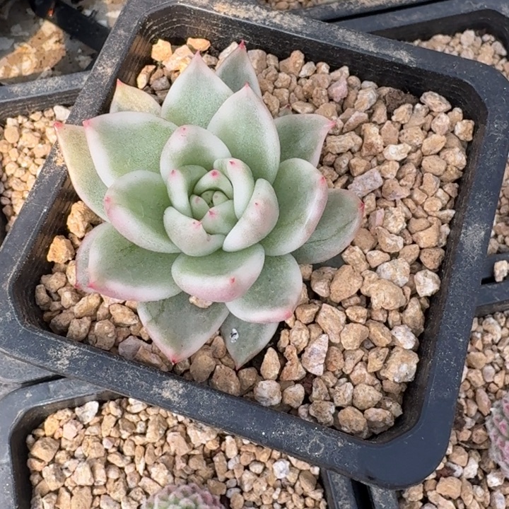 氵***。雪白一物一拍好看