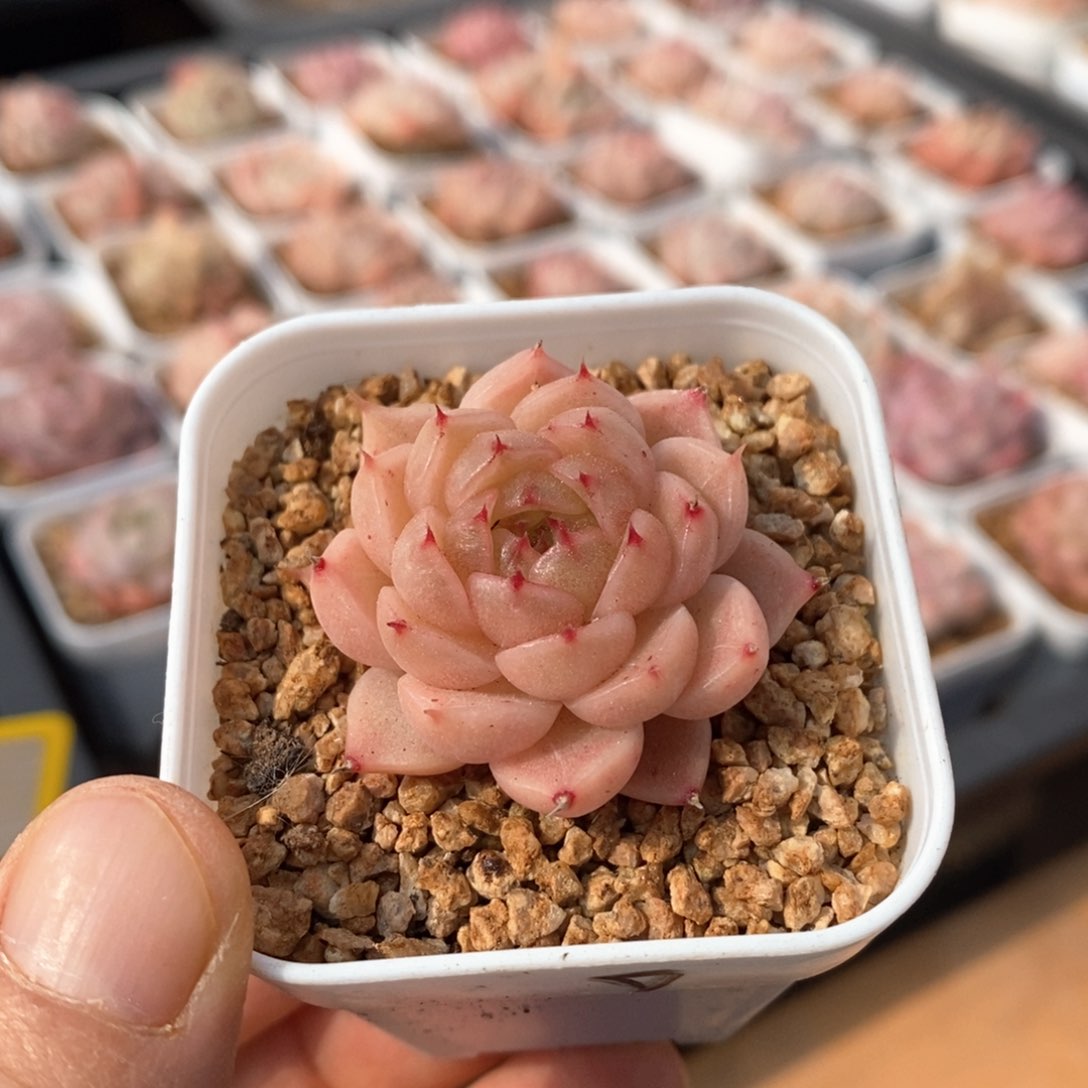精品多肉一物一拍不包整314