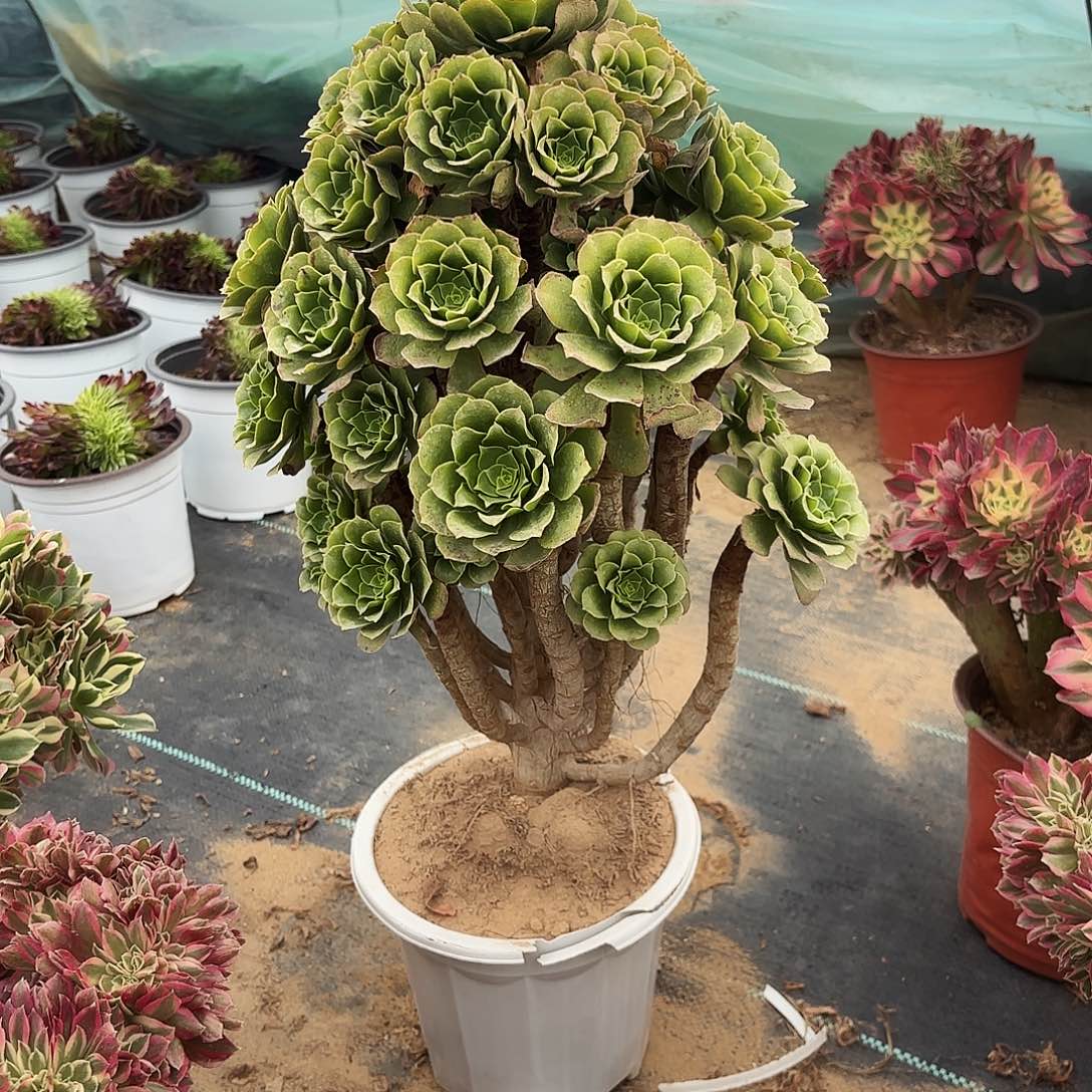 760绿杨蓉多肉植物