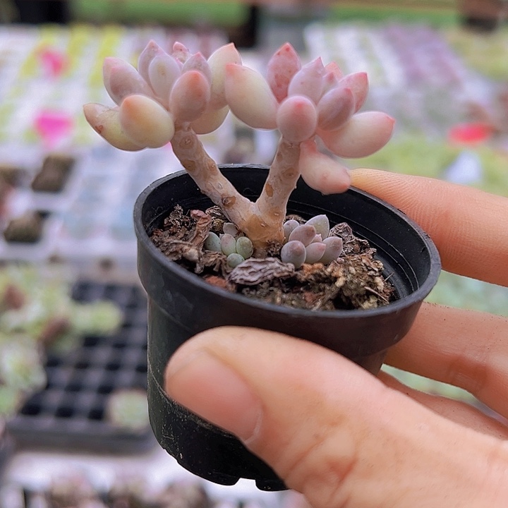 5厘米手指2颗多肉植物