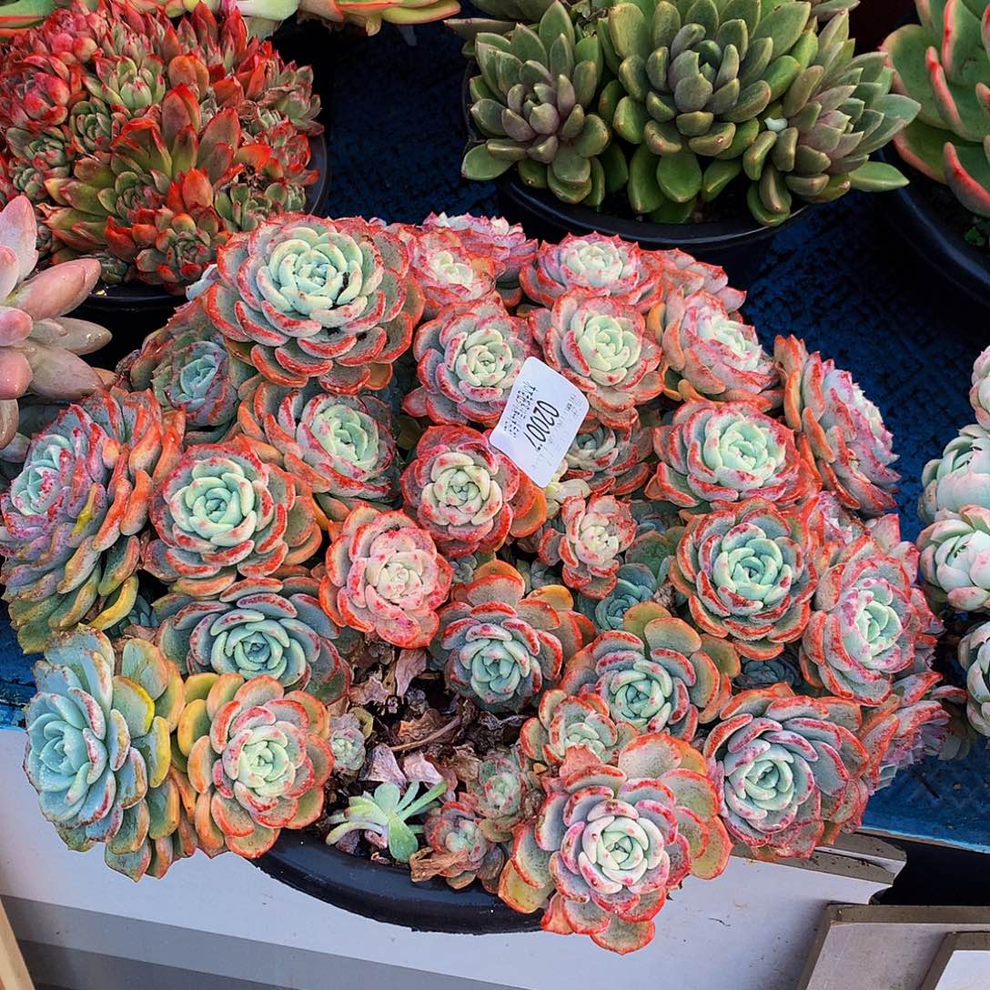 用***3    千山雪多肉02007