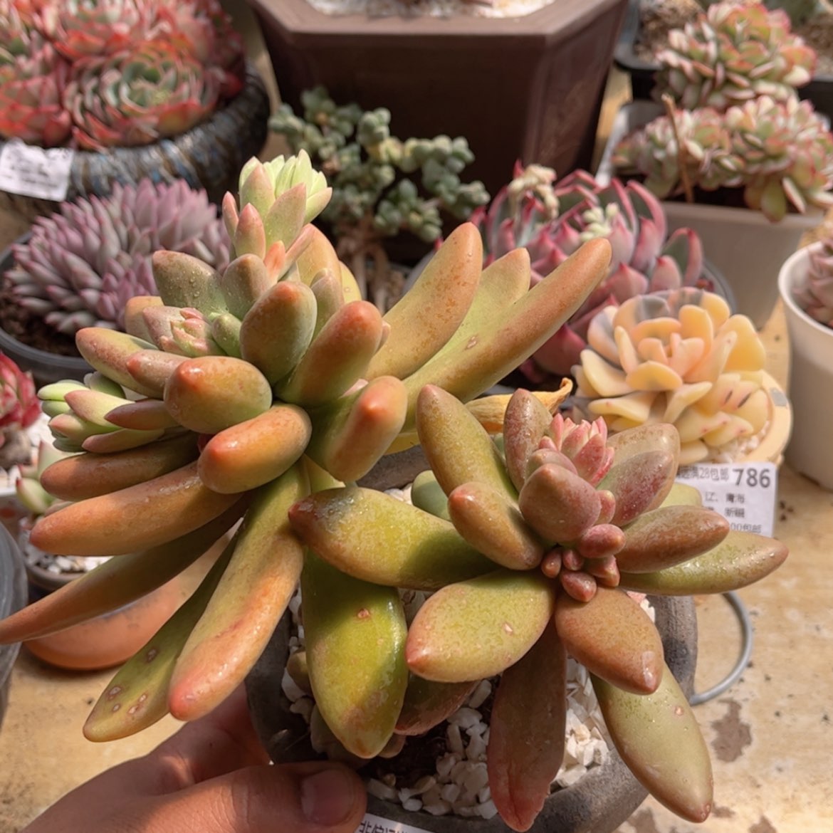 【闪购商品】817芒果奶