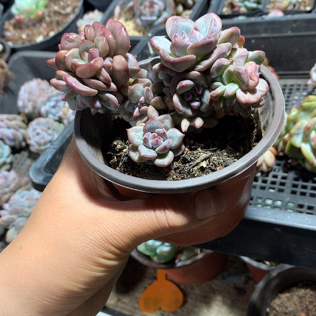 雨荷哈哈哈哈哈哈
