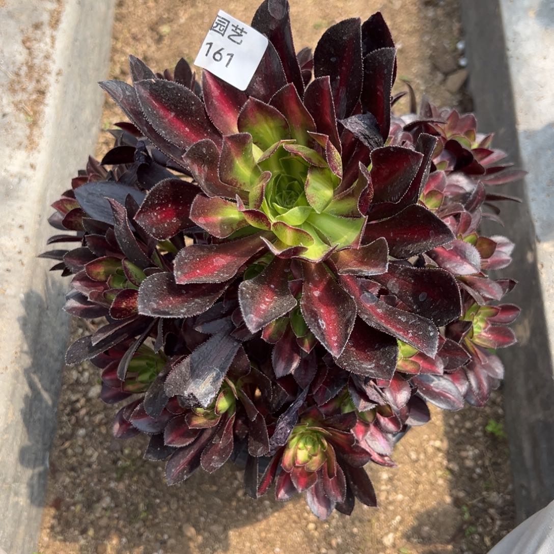 爱马仕中班多肉植物161