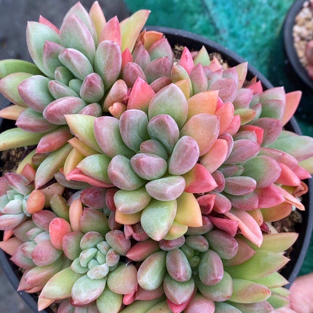 多肉植物盆栽多肉